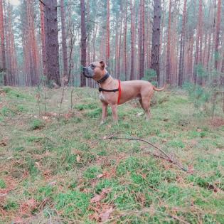 Pit bull / Amstaff - Deckrüde 