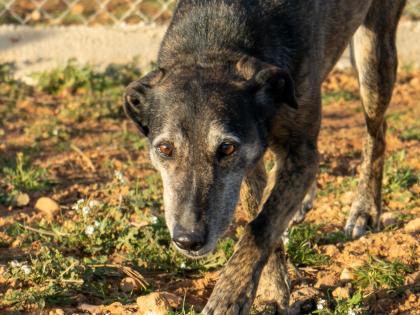 Maca sucht ein neues zu Hause