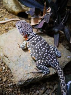 Halsbandleguan Weibchen 2x