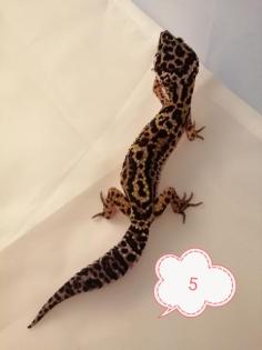 Leopardgecko