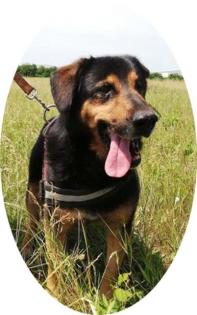 BERNI - 50 cm - HUNDEOPA IN NOT! (aus dem Tierschutz)