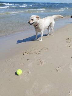 Rubrik  Hunde - Deckanzeigen