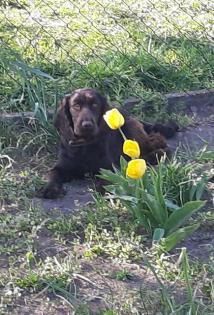 Suche Cocker Spaniel Weibchen bis 2 Jahre alt