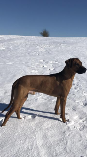 Rhodesian Ridgeback Rüde Deckanzeige 