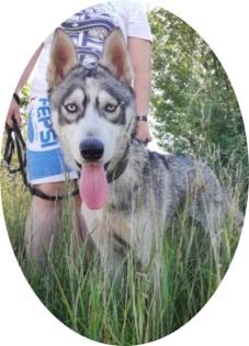 KODA - 60 cm - HUSKY MIX SUCHT! (aus dem Tierschutz)
