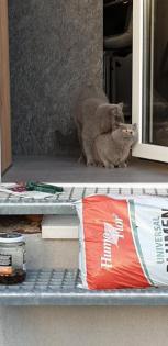 Britisch kurzhaar deckkater 