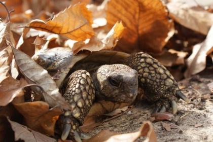  Griechische Landschildkröten - Testudo h. boettgeri NZ 2024