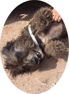 BUKSI - 50 cm - SUCHT DRINGEND EIN ZUHAUSE (aus dem Tierschutz)