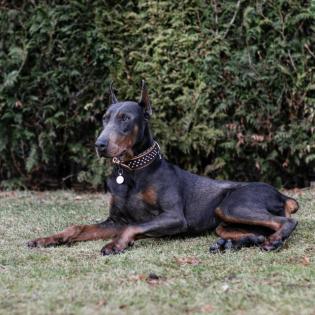 Dobermann Rüde, 10 Monate alt, Blue Tan