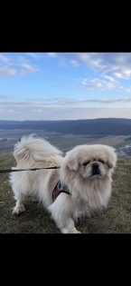 Deckrüde sucht Weibchen zum decken 