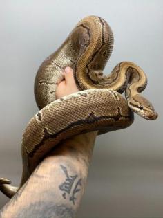 0.1 Pinstripe 2024 Königspython (Python regius)