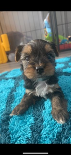 Kleine Mini Yorkshire Terrier Welpen abzugeben 