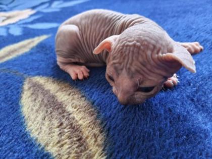 Reinrassiger Sphynx Canadisch Junge