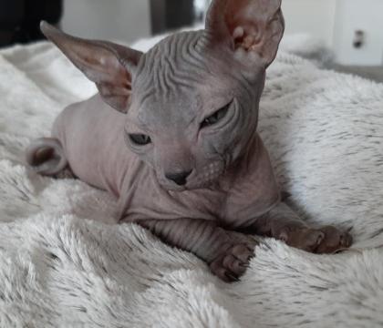 Don.Sphynx Katzenbaby