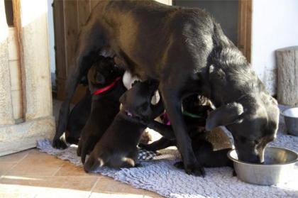 7 Labradorwelpen Mit Glücks Geburtsdatum 03.03.21. Dürfen Bald ausziehen 