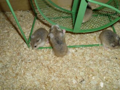 Laufrad für Hamster, 17 cm, Hamsterrad