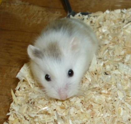 Gescheckte Roborowski Zwerghamster, junge Hamster
