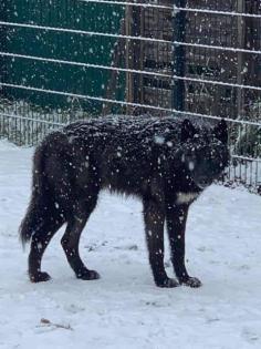 TWH-AWH Wolfhunde Welpen