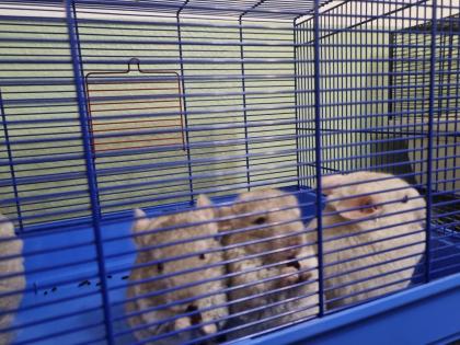 4 chinchilla Babys kleine graue bis hellgrau