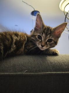 Maine Coon Mix Kitten