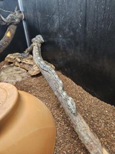 Boa Constrictor  Imperator