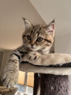 BKH Kitten Golden Tabby Spoted