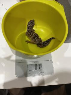 3 neugierige Leopardgeckodamen