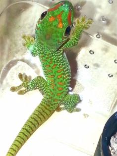 Phelsuma (madagascariensis) grandis, Jungtiere aus eigener Nachzucht