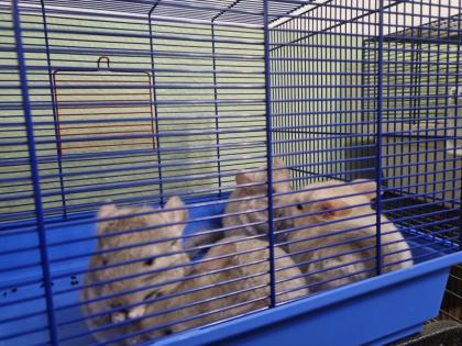 4 chinchilla Babys kleine graue bis hellgrau