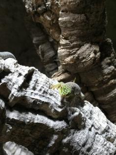 Biete 3 Phelsuma standingi Nachzuchten