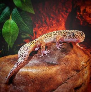 2 Stk. Leopardgeckos 2 Jahre alt 1.0 und 0.1