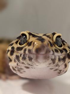 Leopardgecko aus Rostock 24.11.2024