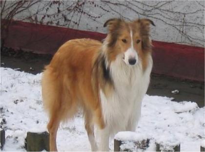 Ich suche meine Collie Hündin Baffy