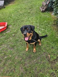 Hübscher Rottweiler sucht 2te Chance