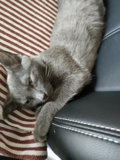 Kater , grau  4,5 Monate