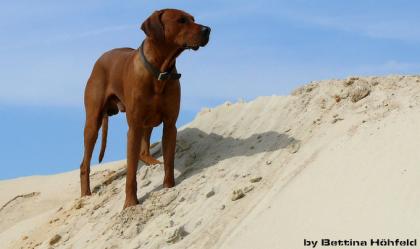 Rhodesian Ridgeback Deckrüde :: Bandele Bathani of S A H