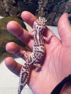 0.1 Leopardgecko 