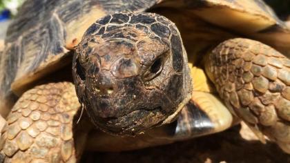 2- und 3-jährige Landschildkrötenbabies Testudo Marginata, Breitrandschildkröten