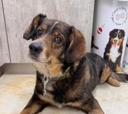 Lieber, sozialer Hundeopa