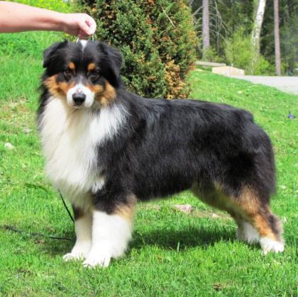 Australian-shepherd-puppies.de Welpen sind am 30.12-0.7978 geboren. Abgabe im März