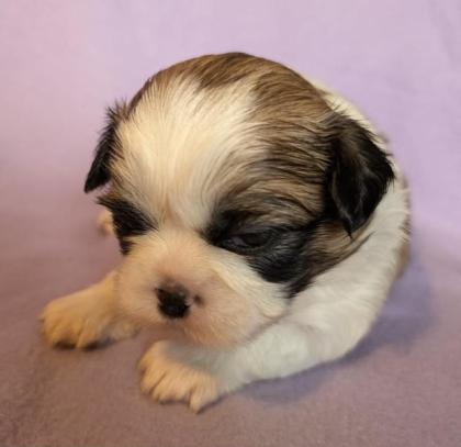 Shih Tzu Mädchen Shiva