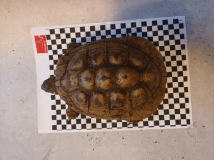 Zuchtgruppe griechische Landschildkröte THB