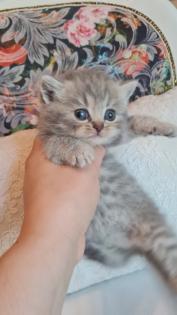 Bkh  kitten / Tabby
