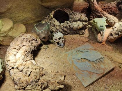Bartagame (m) mit großem Terrarium, Quarantäneterrarium inkl. Beleuchtung und vi