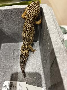 3 neugierige Leopardgeckodamen