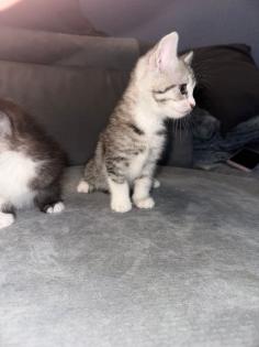 Bkh kitten  abgabe  bereit