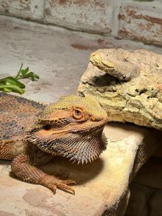 Drago ( Bartagame ) sucht neues Zuhause mit Terrarium