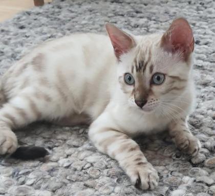 Bengal Kitten ( snow ) Katzenbaby seal lynx rosetted tabby 