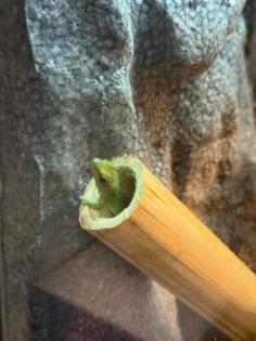 4 Phelsuma Grandis Großer Madagaskar Taggecko Jungtiere