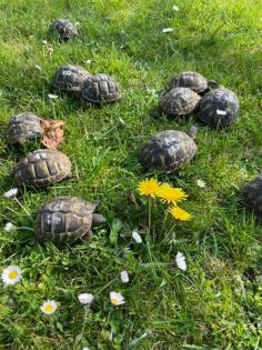 Griechische Landschildkröten